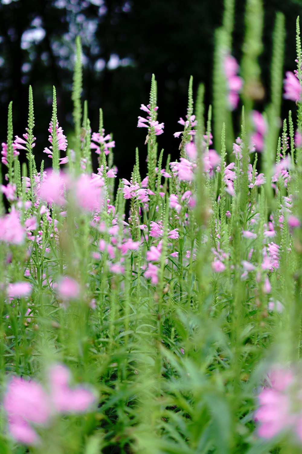 purple flowers in tilt shift lens