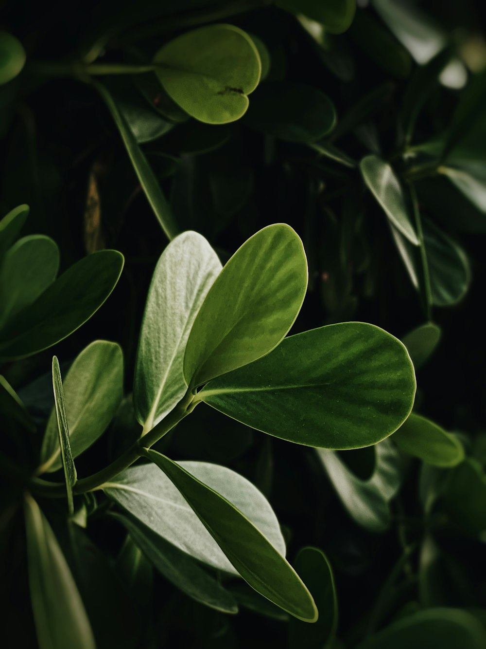 green leaves with water droplets