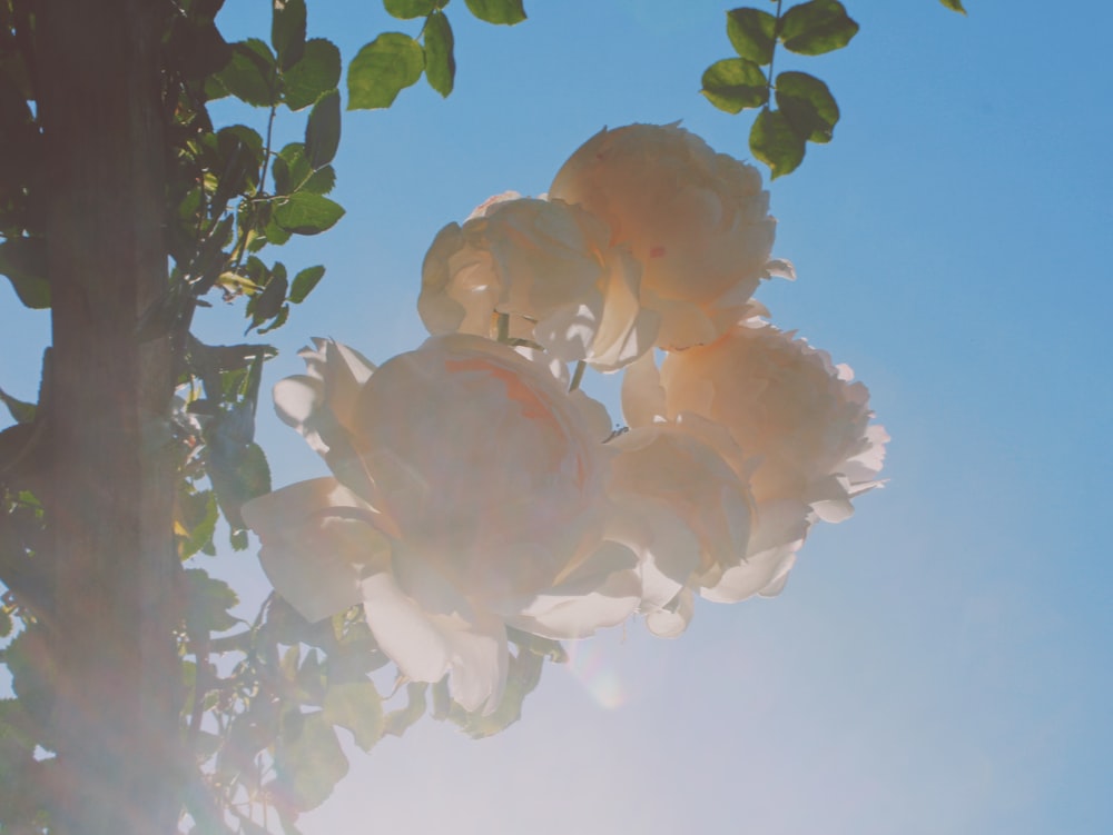 white and pink flower under blue sky during daytime