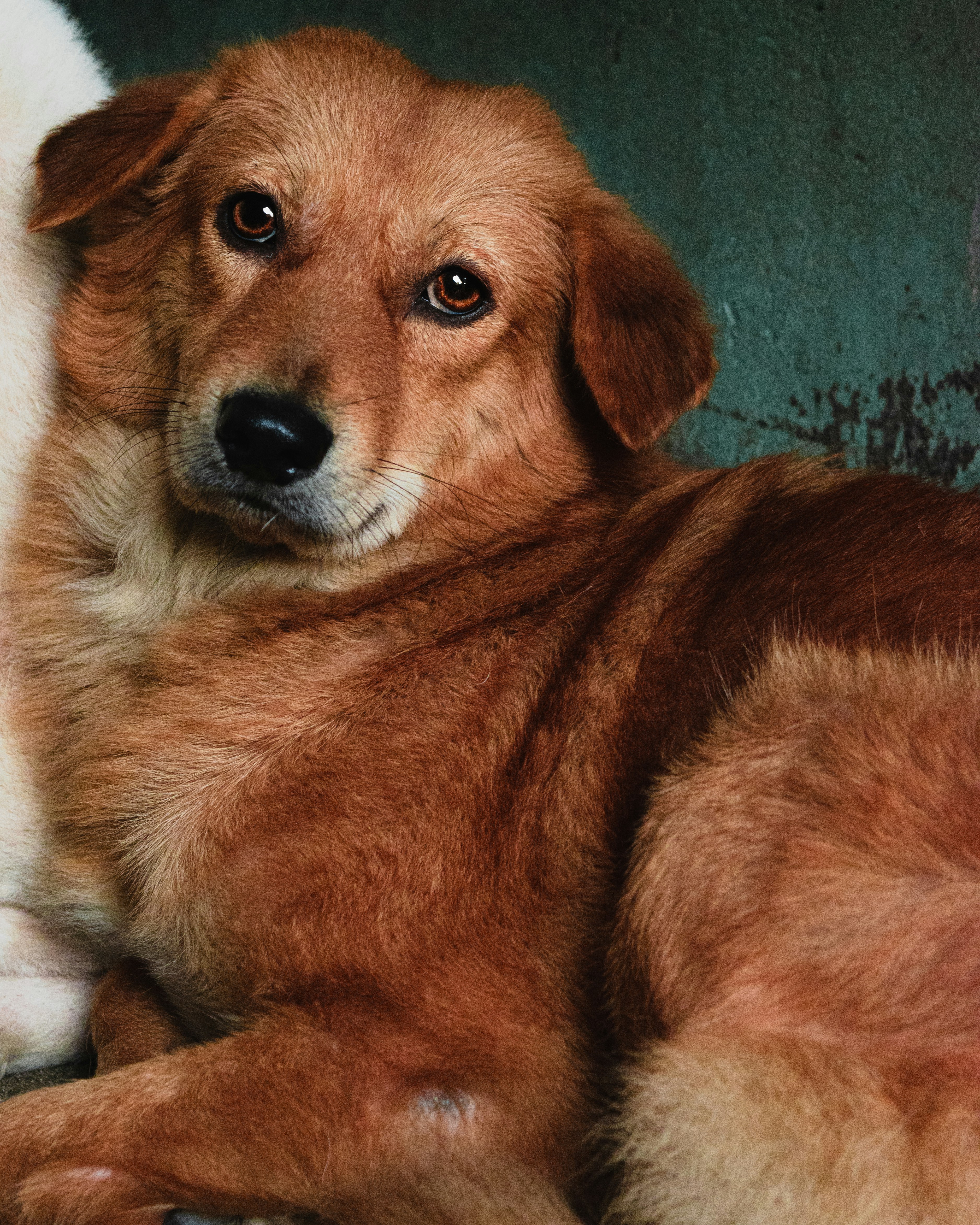 brown and white short coated dog