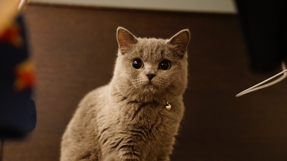 russian blue cat on black textile