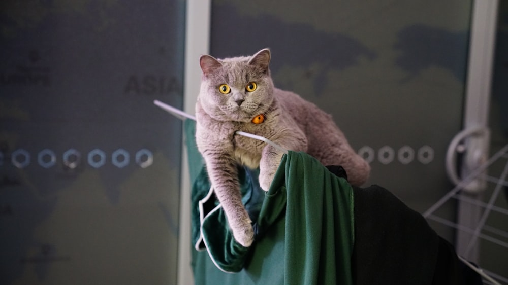 brown cat on green textile