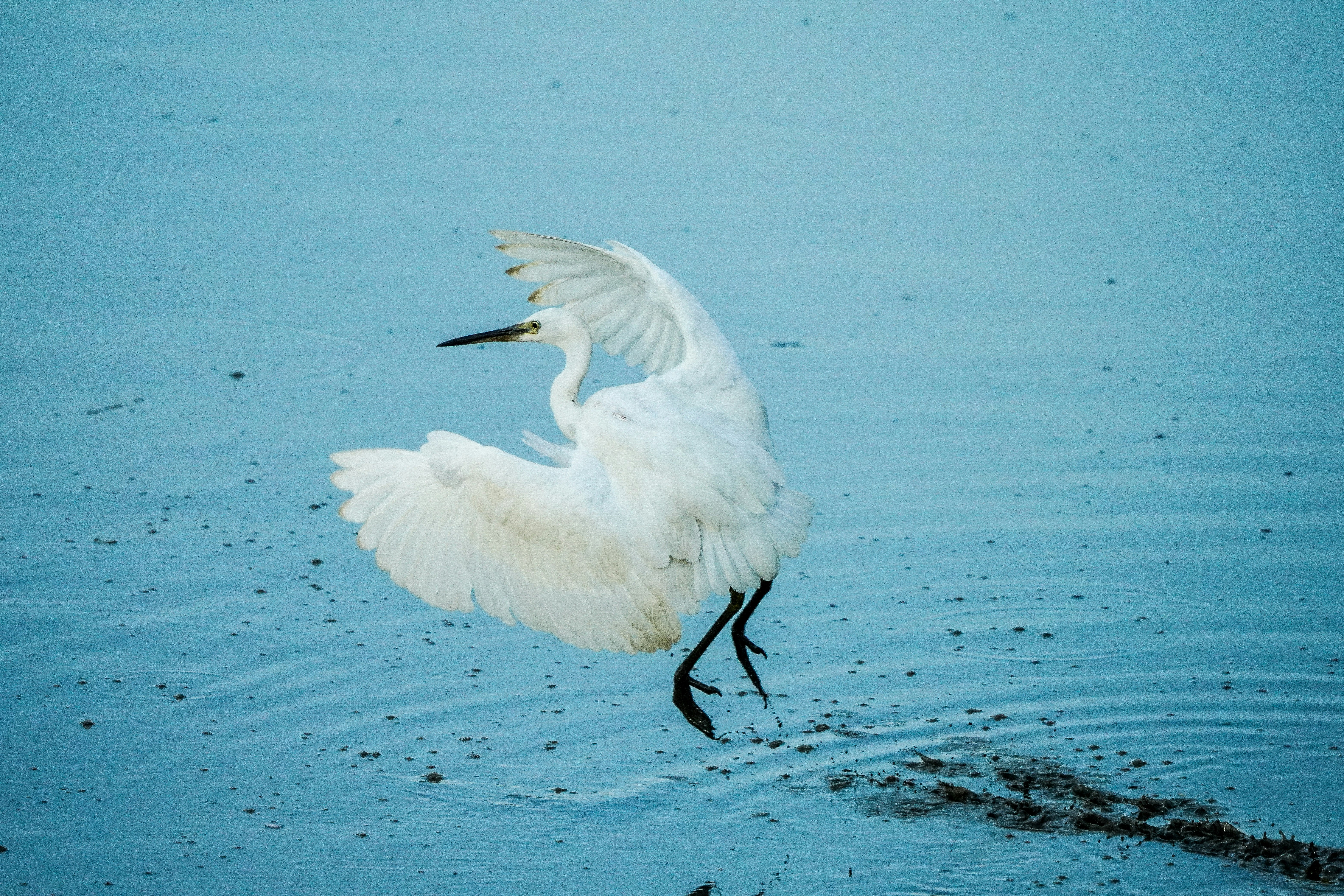 white bird flying over the sea during daytime