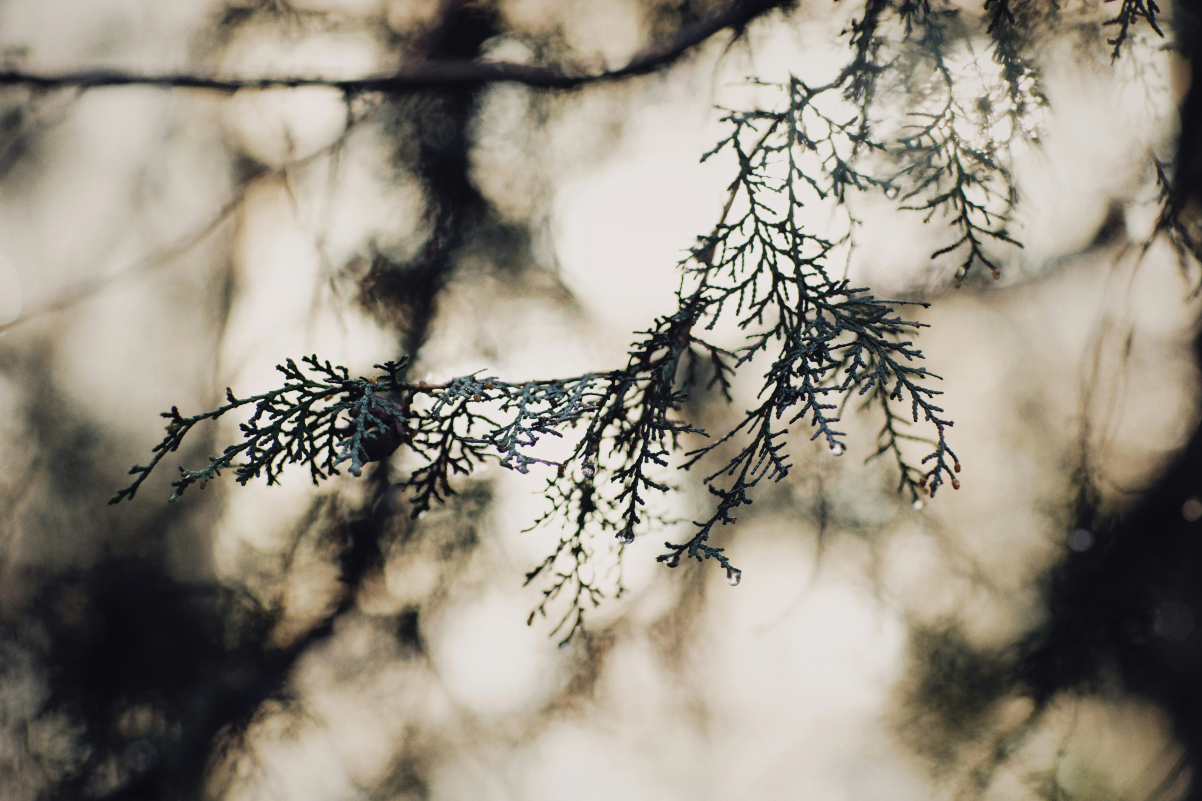 Photo by alexeydemidov