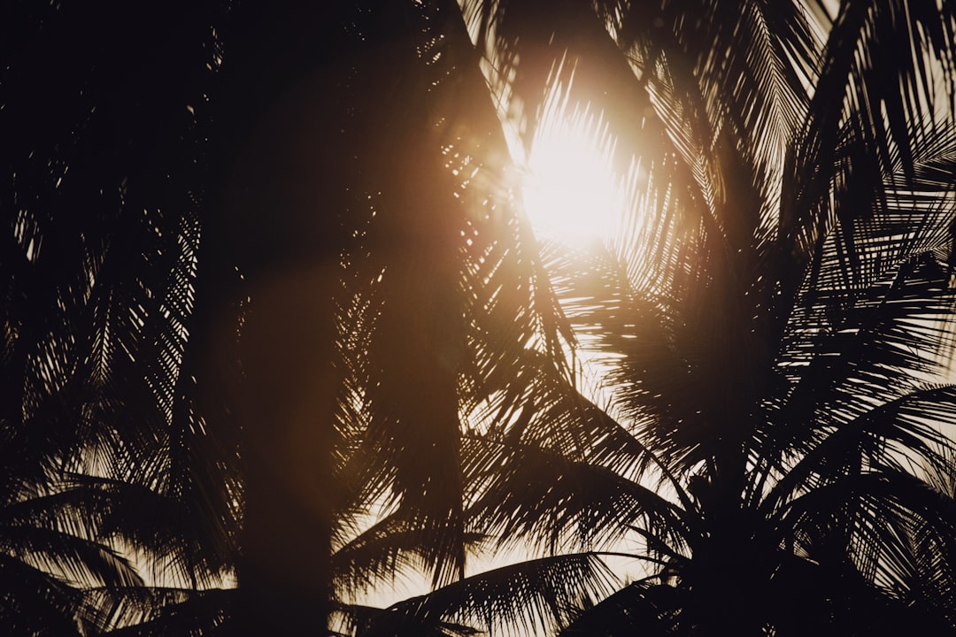 sun rays coming through green palm trees