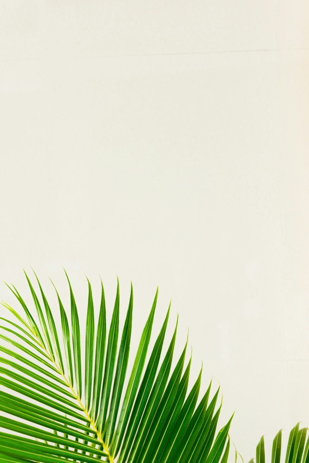 green palm plant on white background