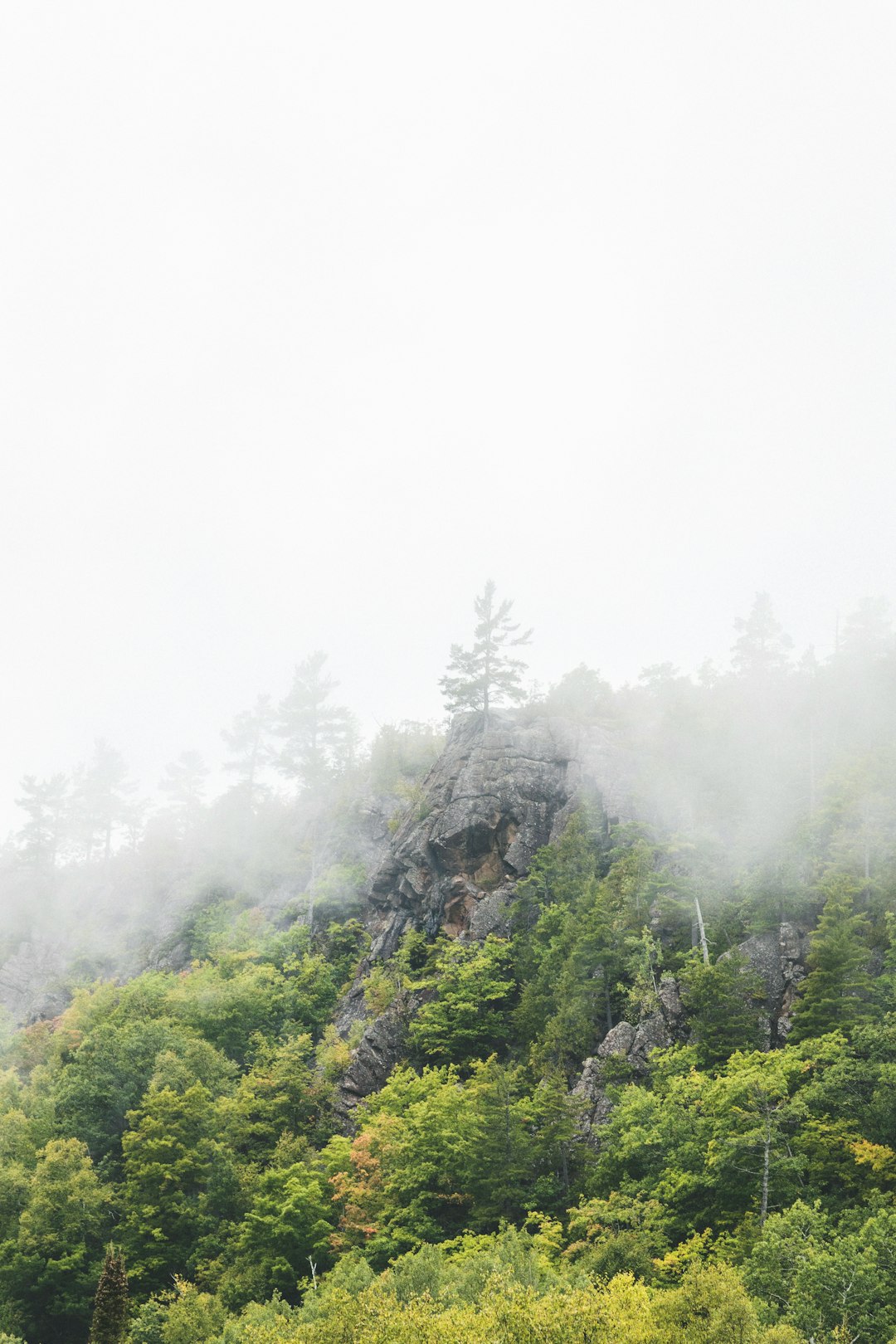 green trees on mountain during foggy day