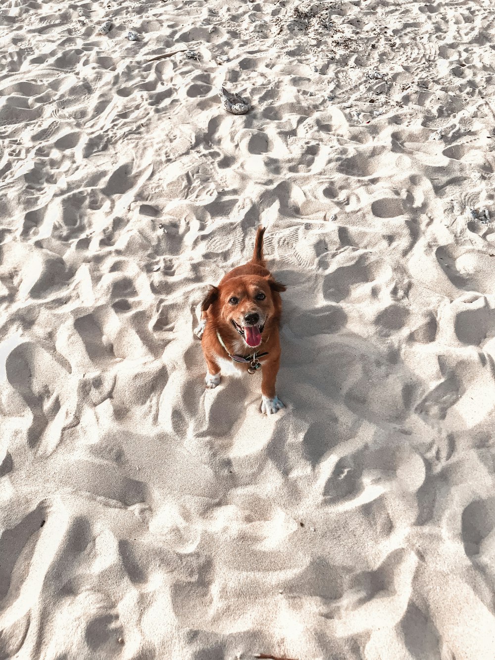 brown and white short coated dog sitting on gray sand during daytime