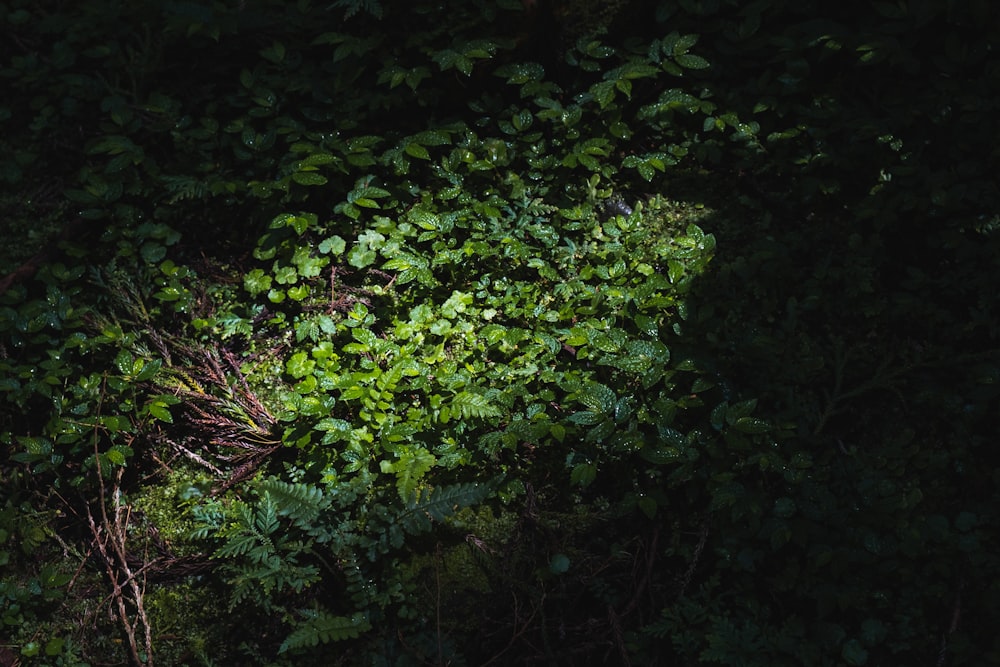 green leaves on brown soil