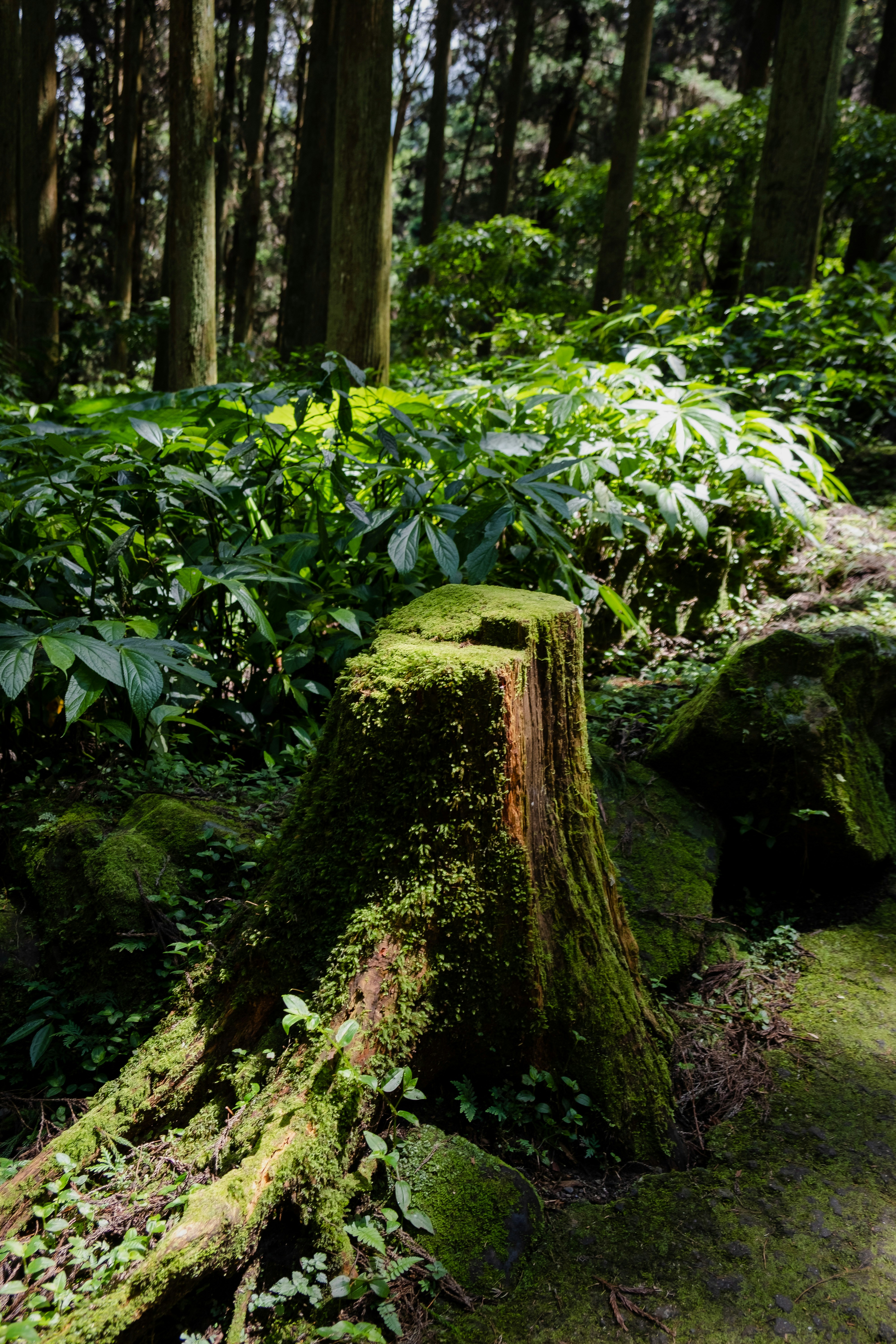 Photo by yangchihshih