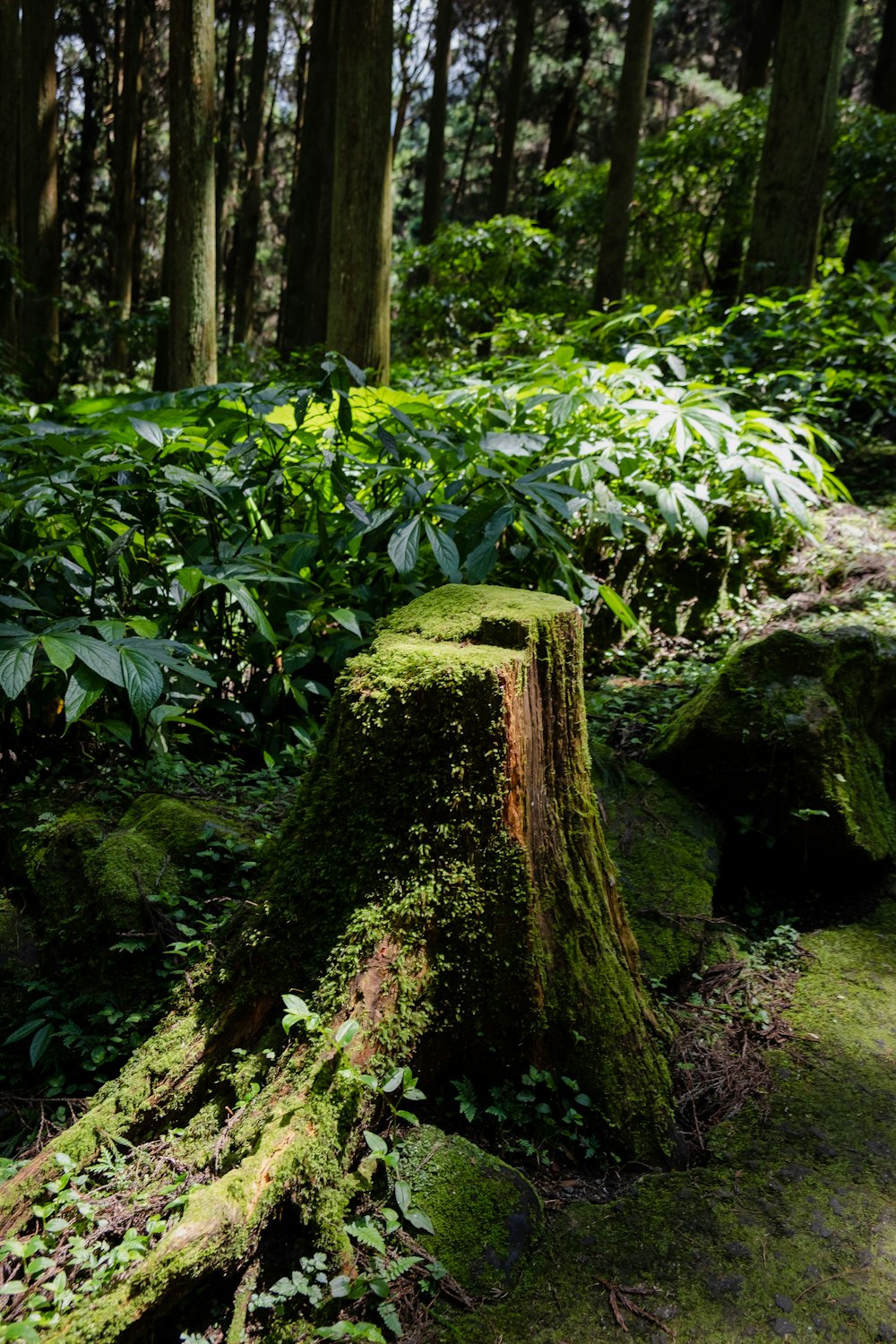 Brauner Felsen umgeben von grünen Pflanzen