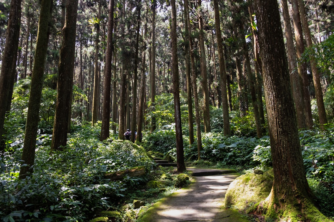 pathway between green trees during daytime