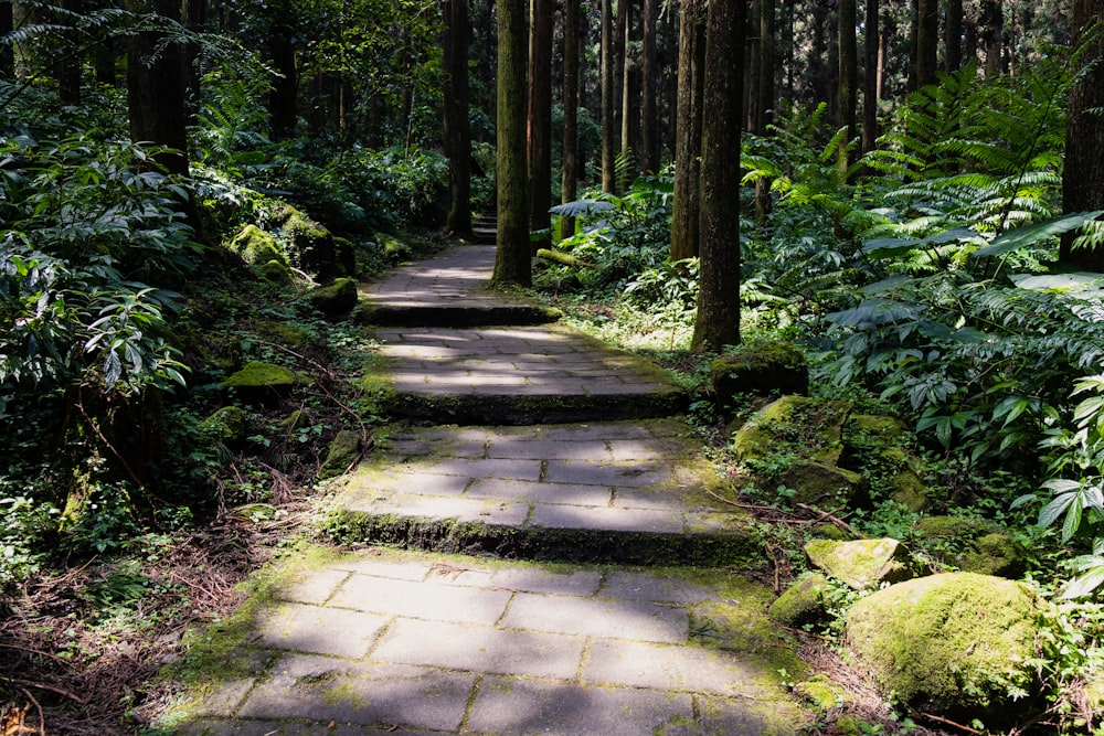 gray concrete pathway between green trees during daytime