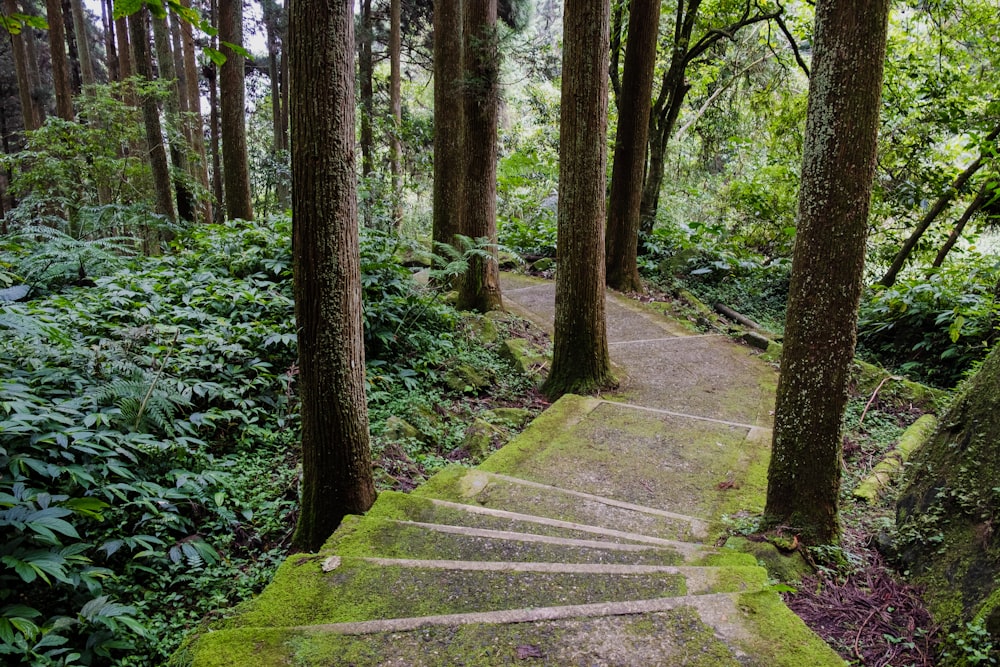 brown wooden pathway in the woods