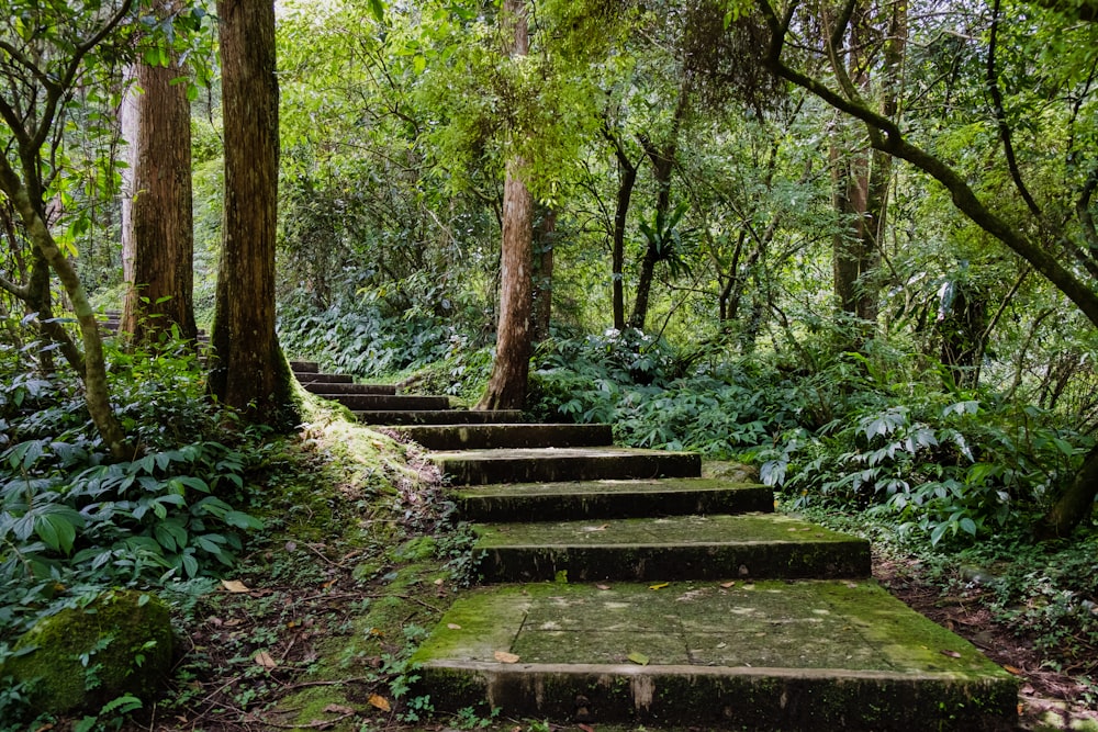 brown wooden bench surrounded by green trees