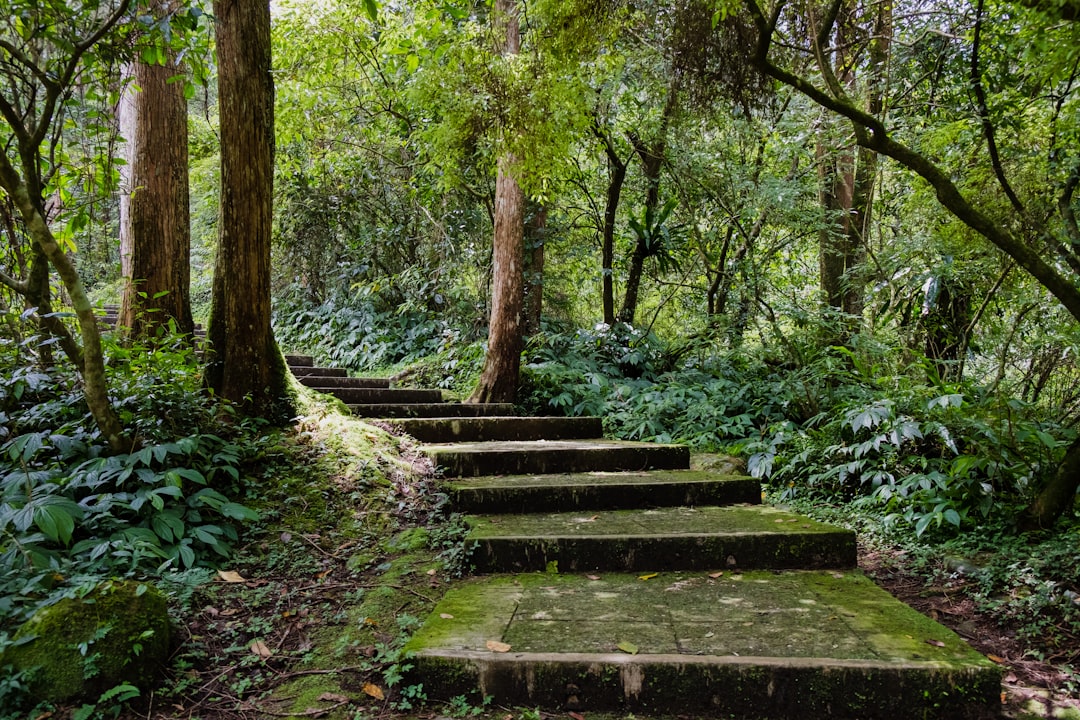 brown wooden bench surrounded by green trees,