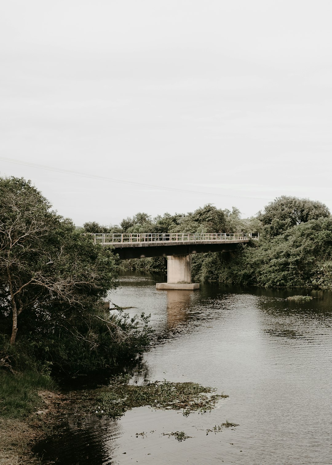 green trees near river under white sky during daytime