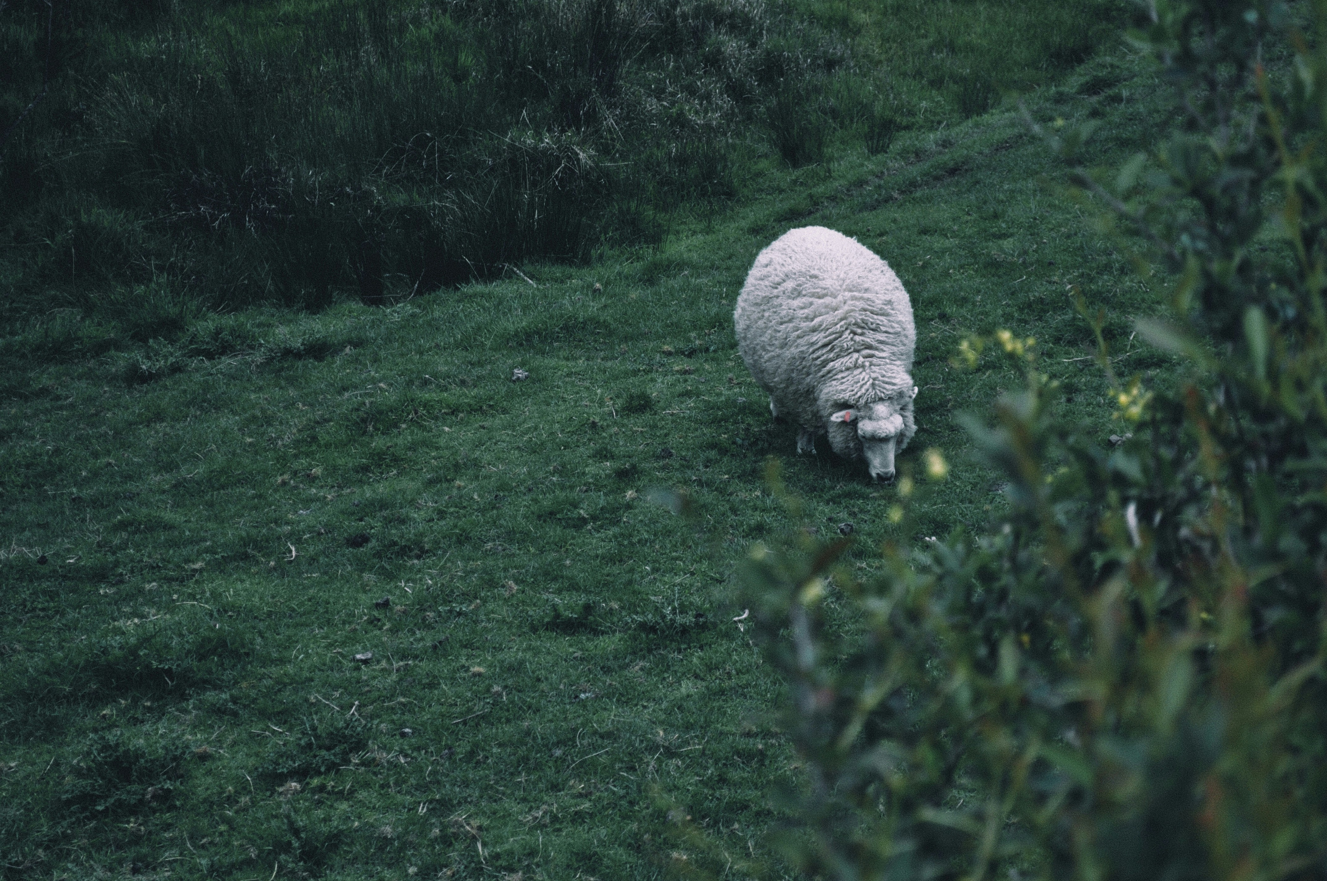 Photo by geraltyichen