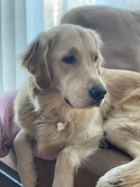 A golden retriever is resting on a couch, looking calm and content. The dog has a distinctive collar with an ID tag. Sunlight streams through a nearby window, creating a peaceful and cozy atmosphere.