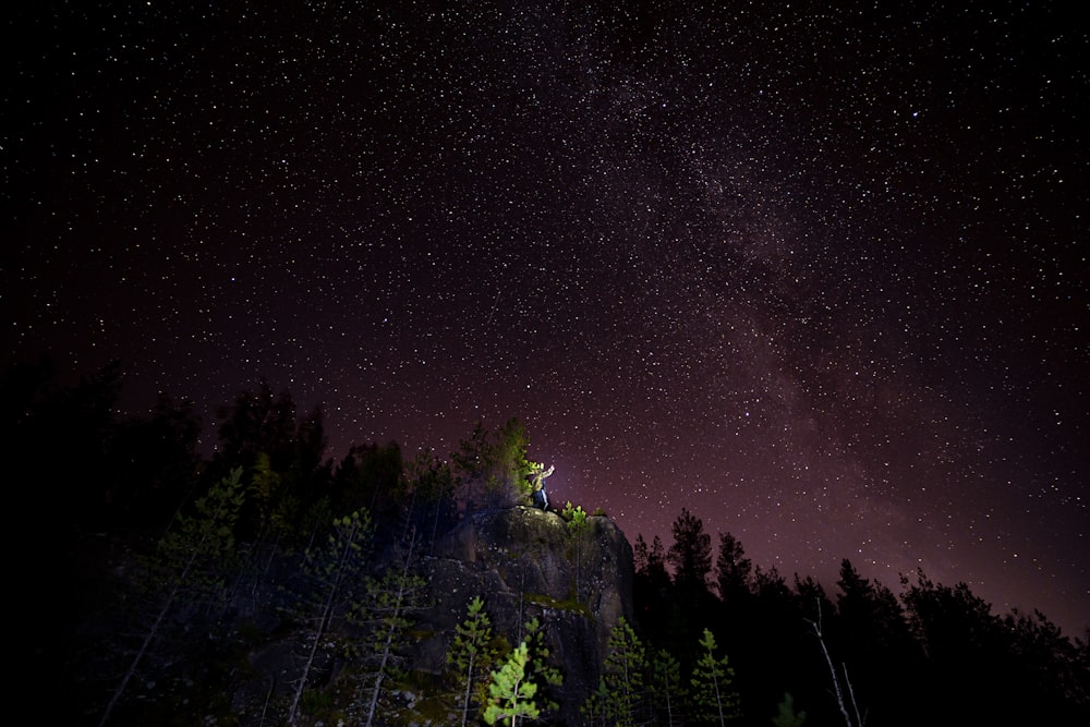 green trees under starry night