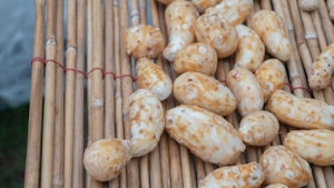 Fresh Yam Tubers