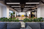 green potted plants on gray couch