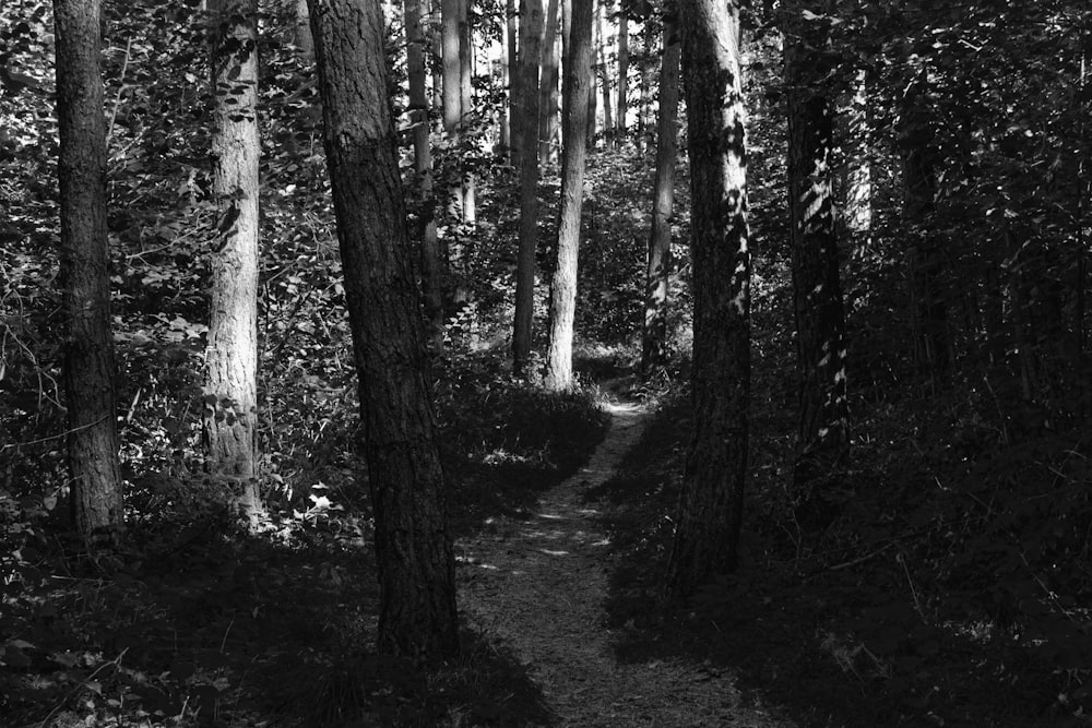 foto in scala di grigi di alberi nella foresta