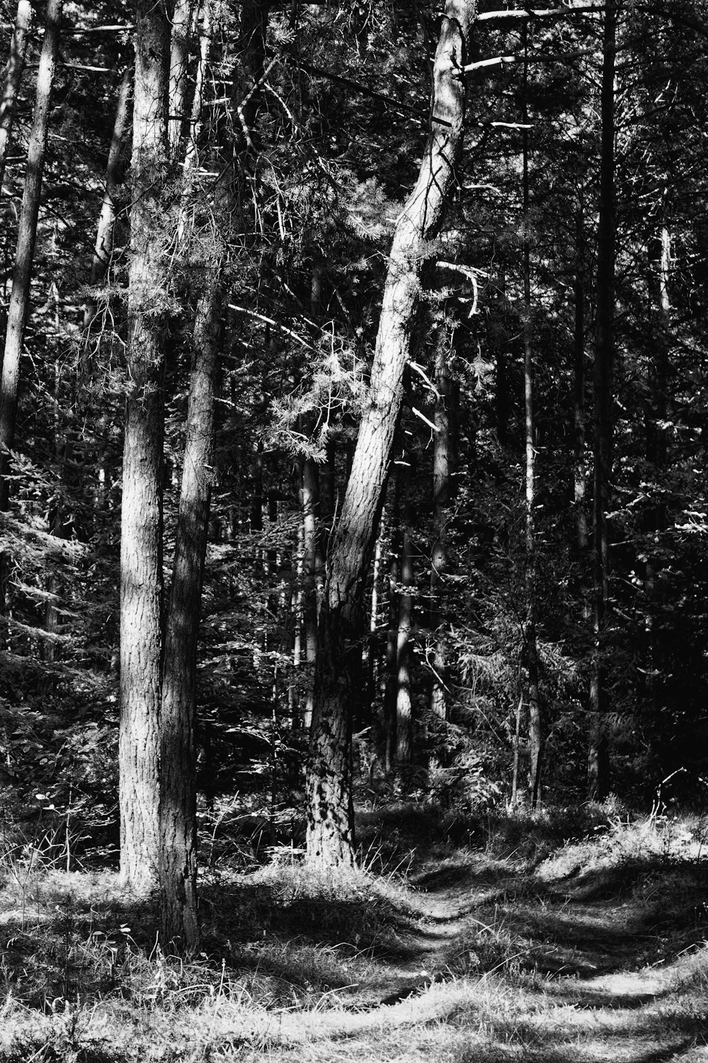 grayscale photo of trees during daytime