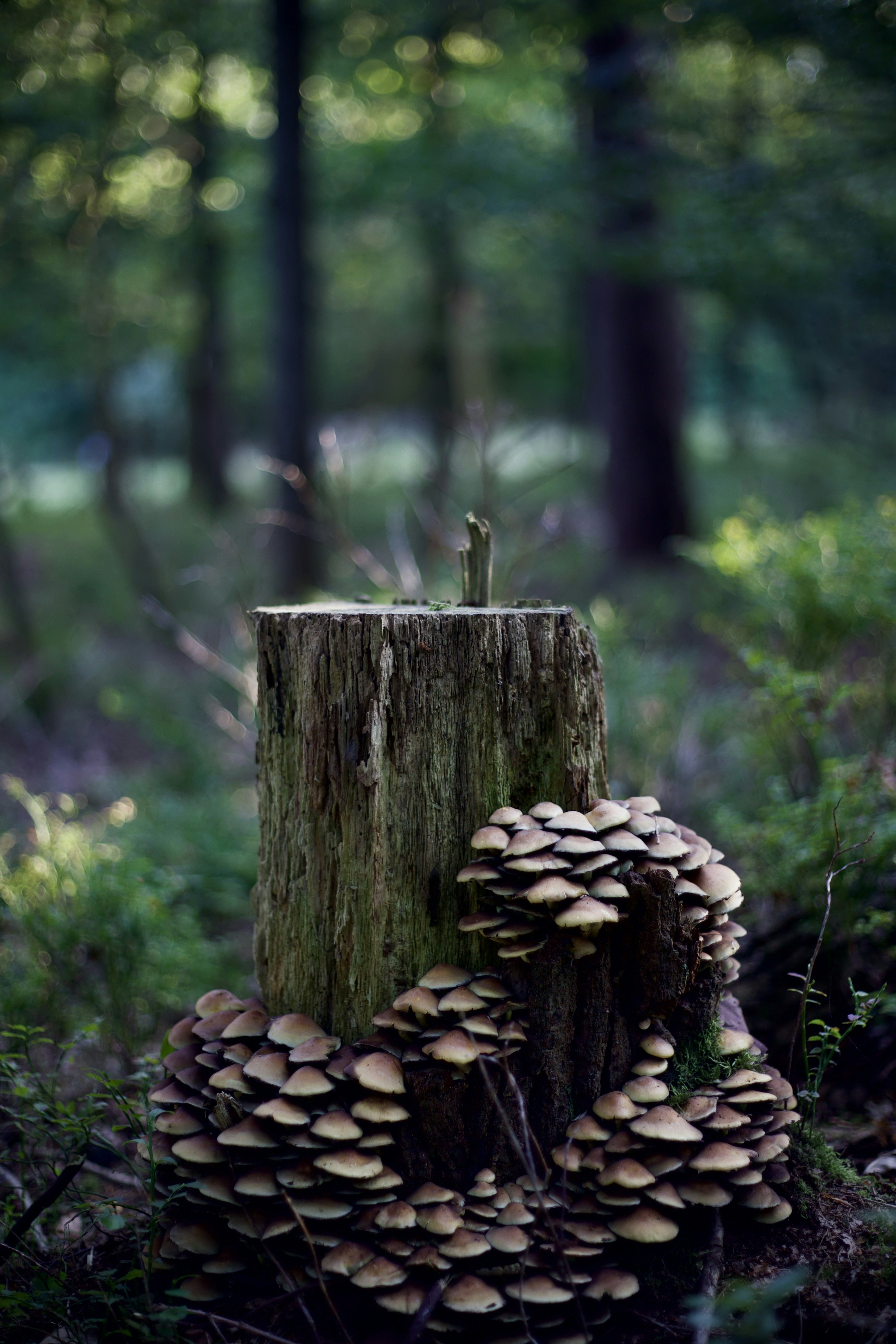 Mushroom family in the forest