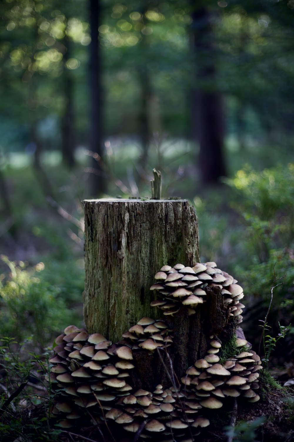 brown tree trunk surrounded by green grass during daytime