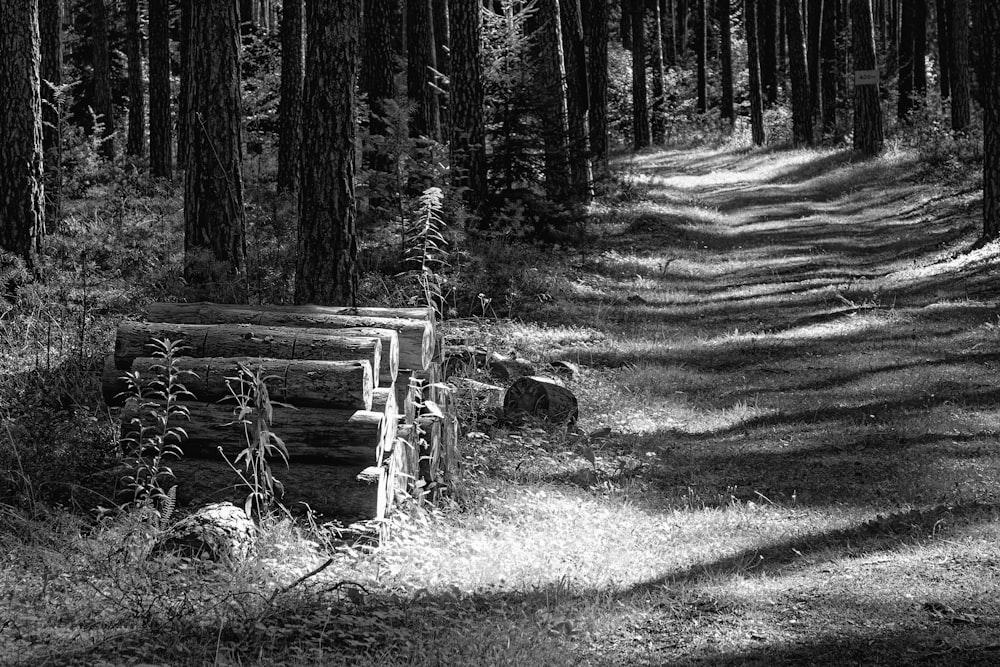 grayscale photo of trees and plants