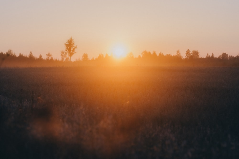 silhouette of trees during sunset