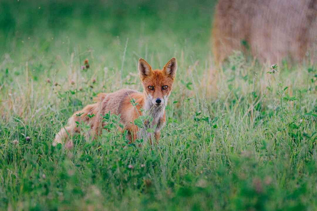 brown fox on green grass field during daytime