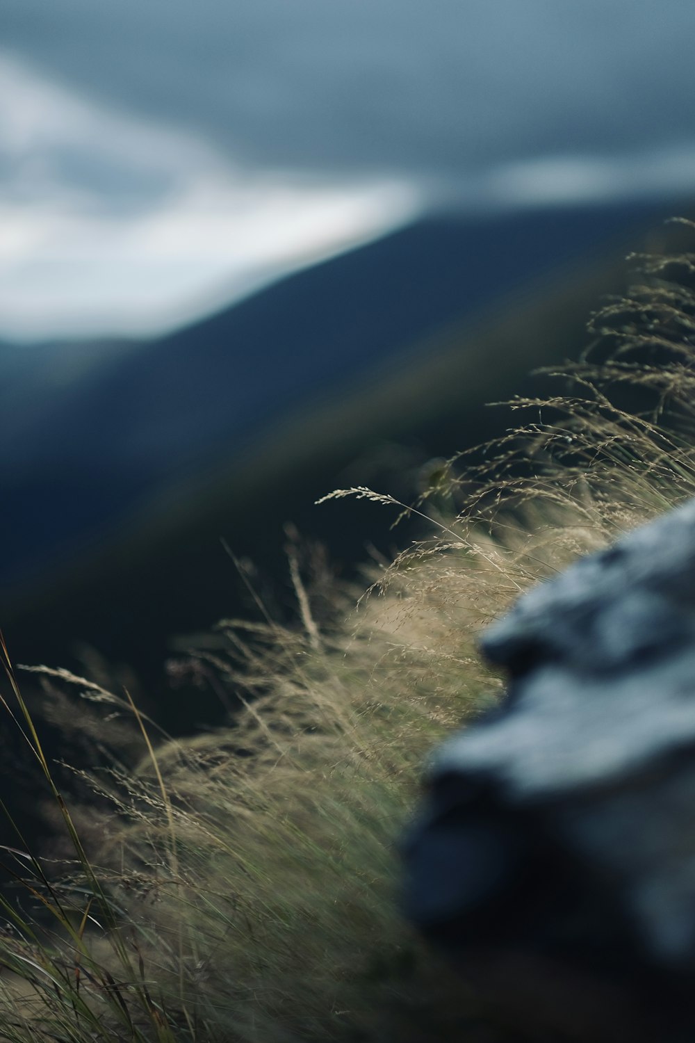 green grass on gray rock