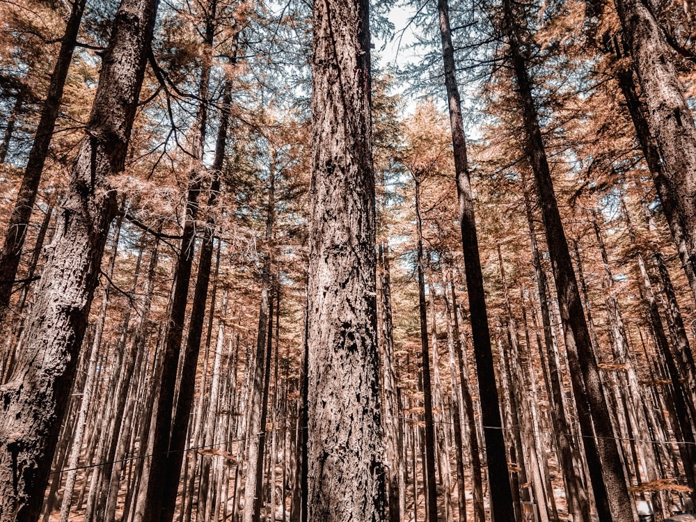 brown trees under blue sky during daytime