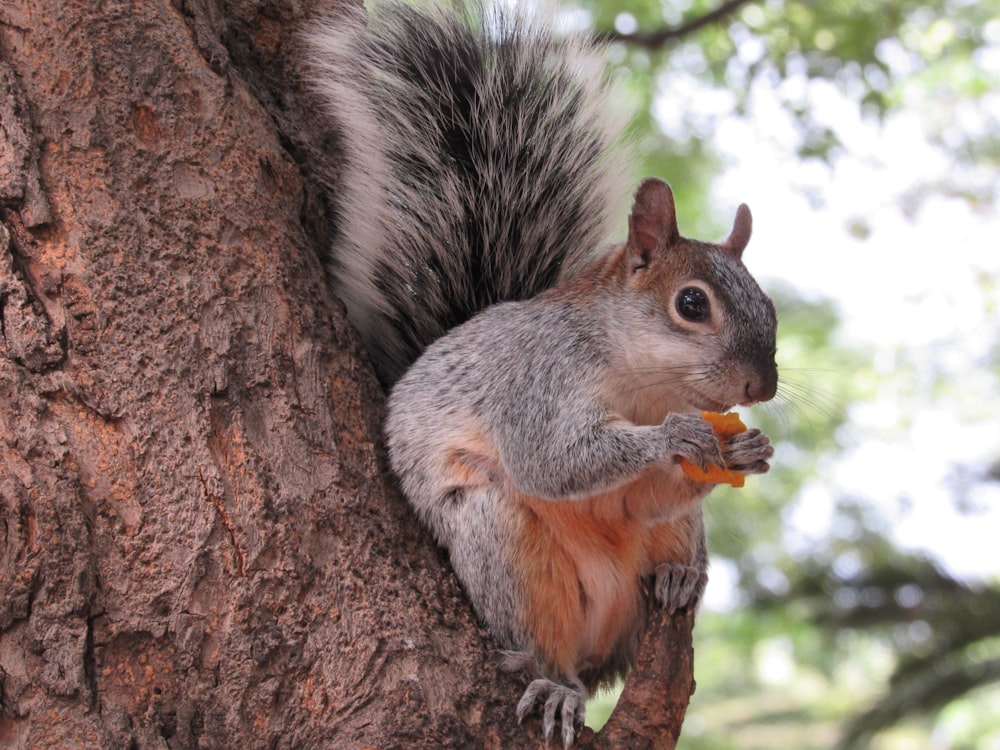gray and brown squirrel on brown tree branch during daytime