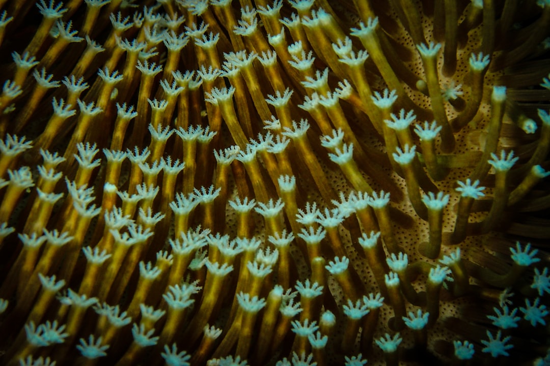 brown and white floral textile