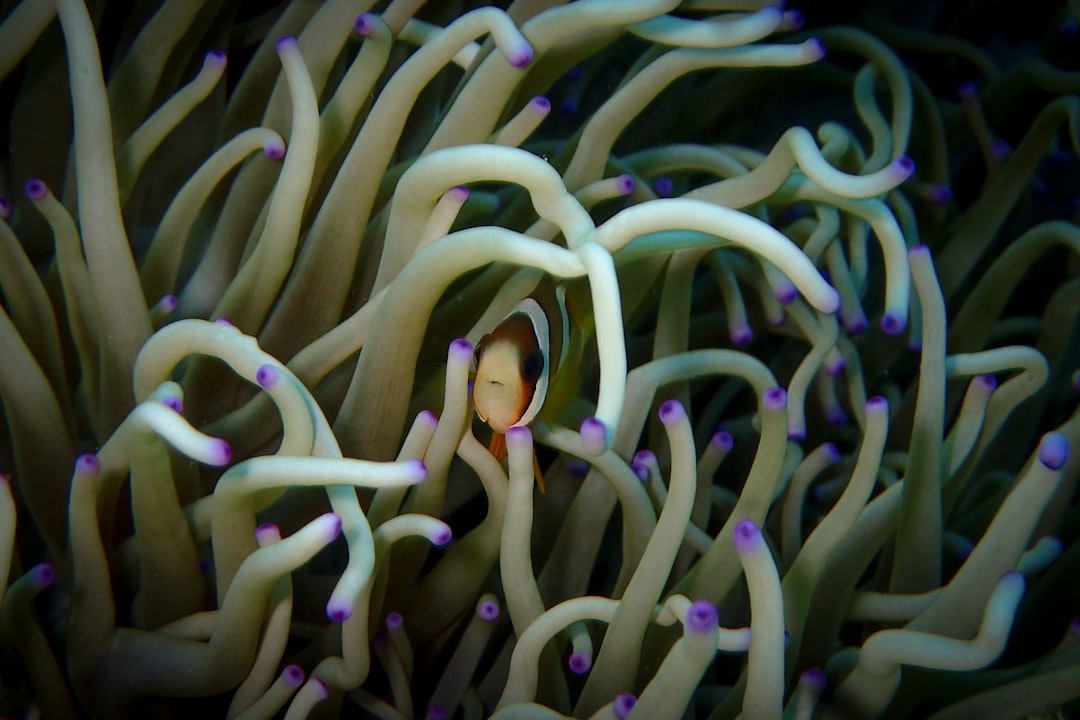 white and brown clown fish on green plant