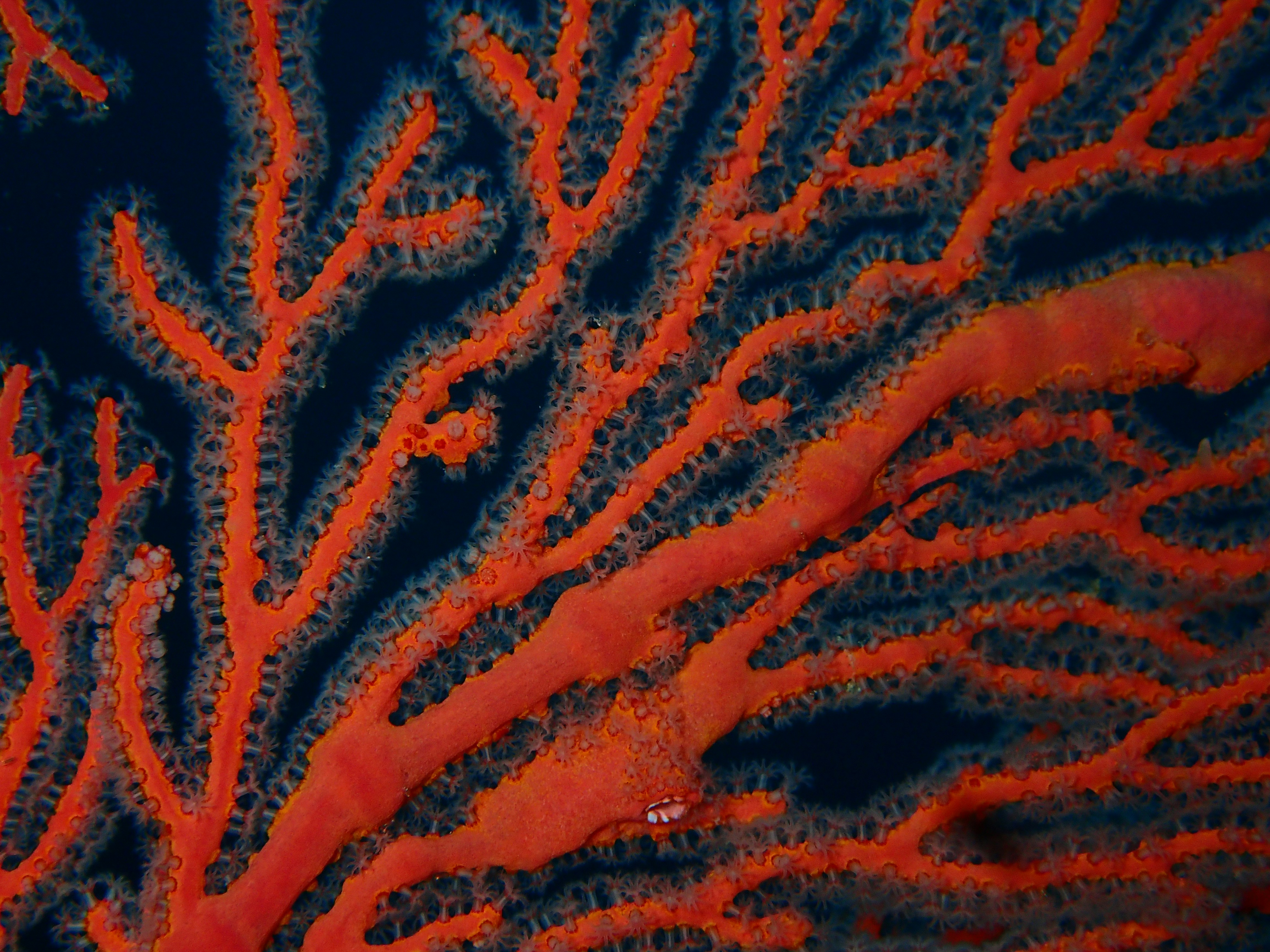 Penggunaan Media Konkret Atribut Kerja untuk Meningkatkan Hasil Belajar Tema Daerah Tempat Tinggalku Siswa Kelas IV Sdn Lakarsantri II Kota Surabaya Image