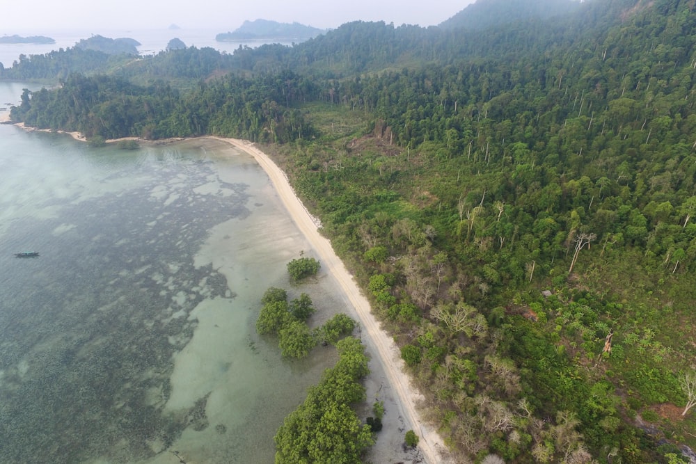 green trees beside body of water during daytime