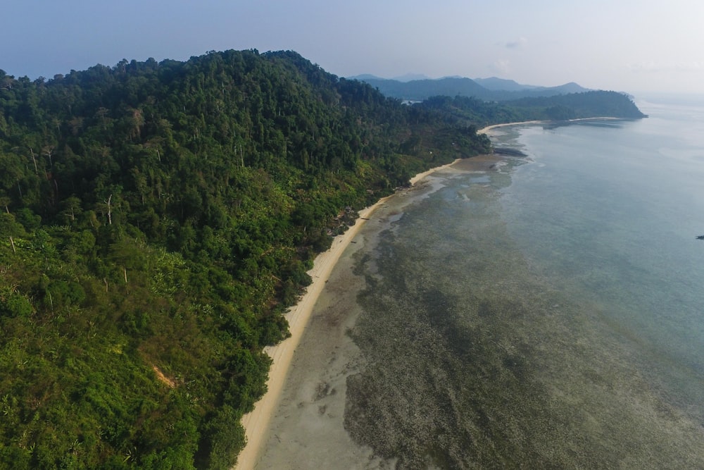 green trees on brown sand beach