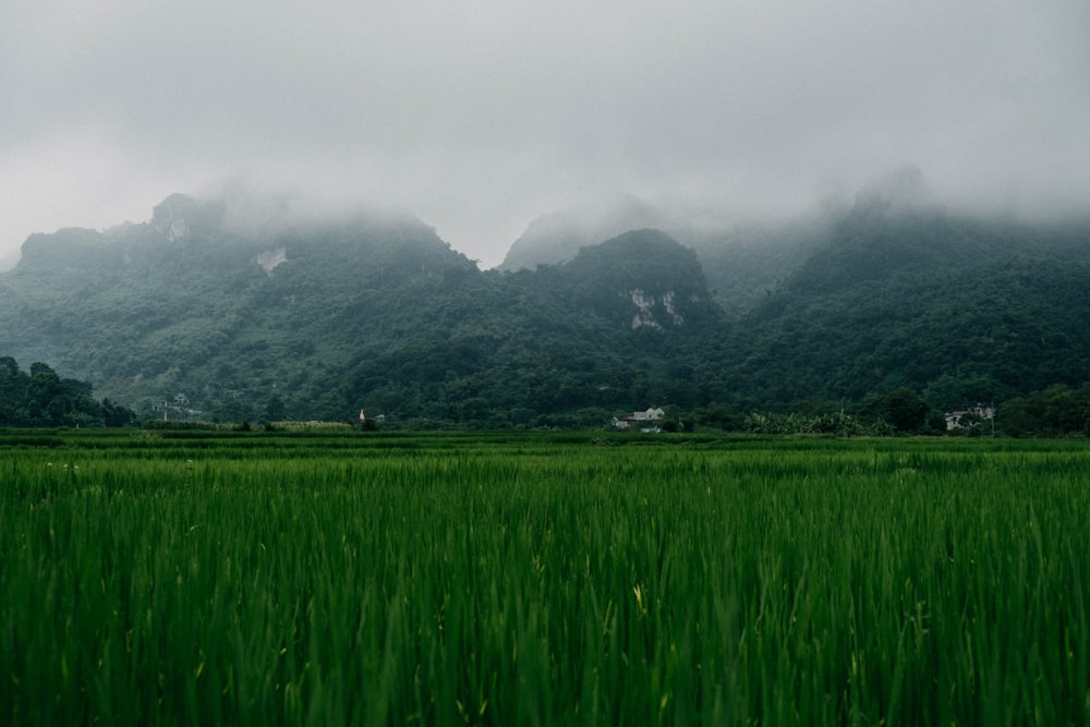 green grass field under white sky during daytime