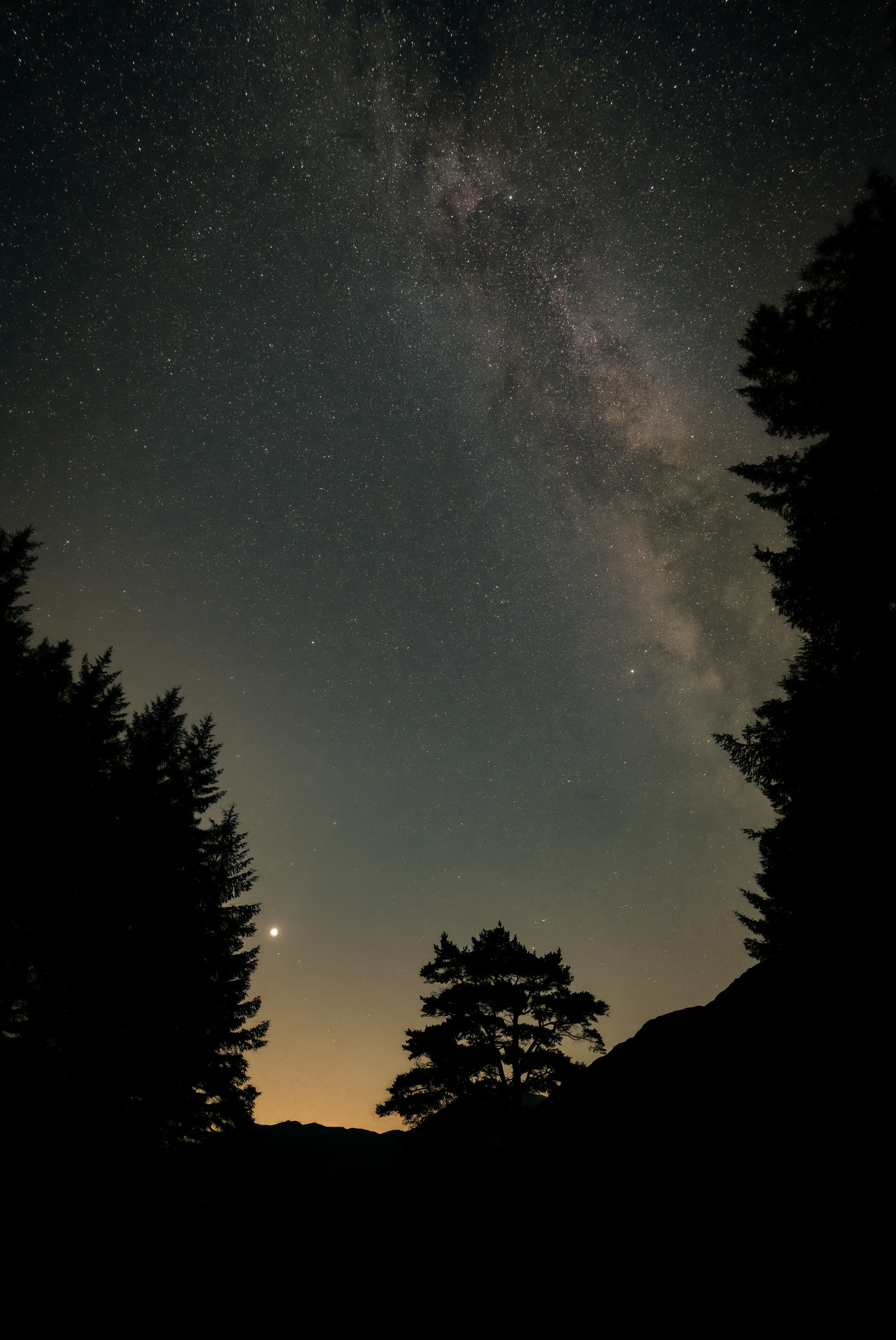 silhouette of trees under starry night