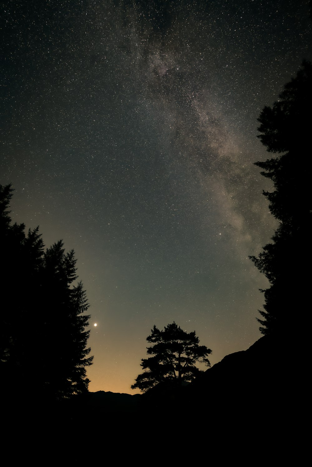 silhouette d’arbres sous la nuit étoilée