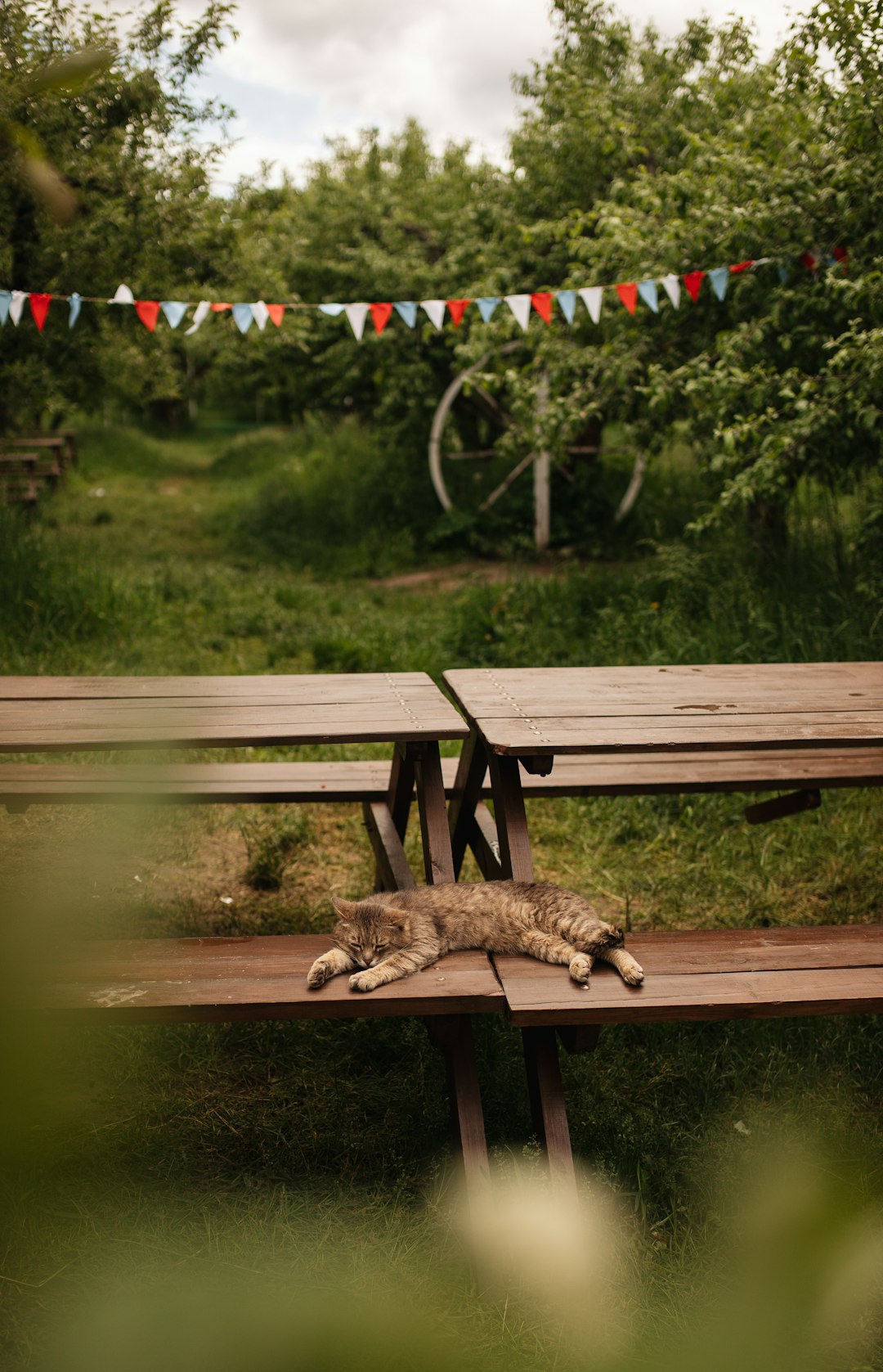 brown and white animal on brown wooden bench