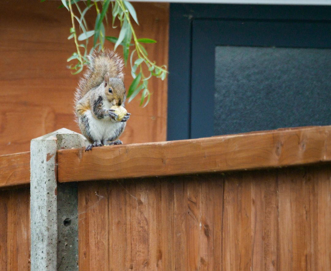 brown squirrel on brown wooden fence