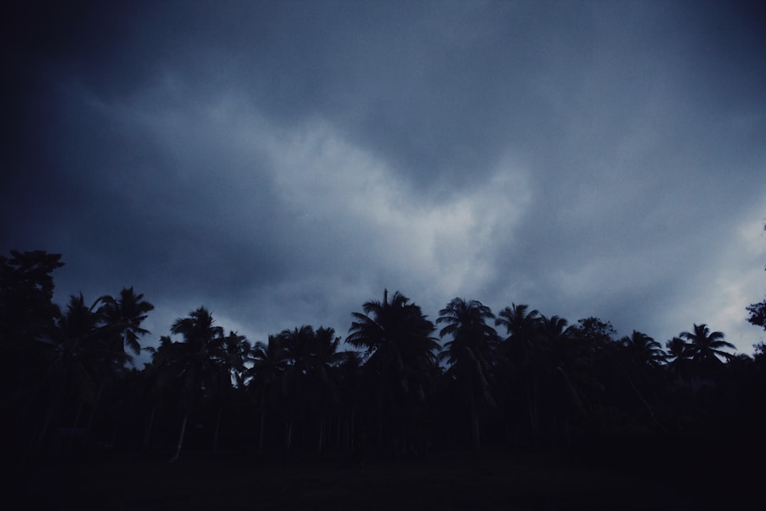 silhouette of trees under cloudy sky