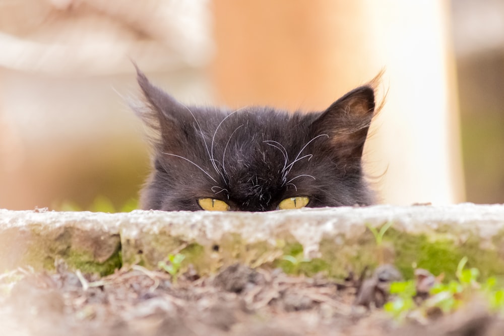 black cat on gray rock