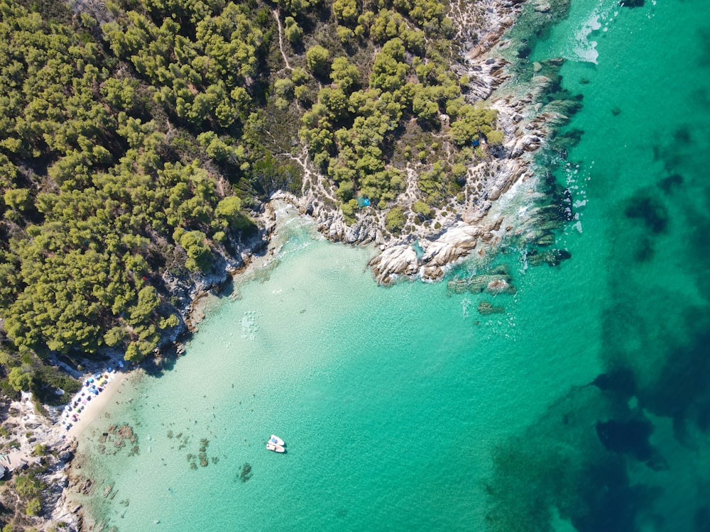 aerial view of green trees beside body of water during daytime