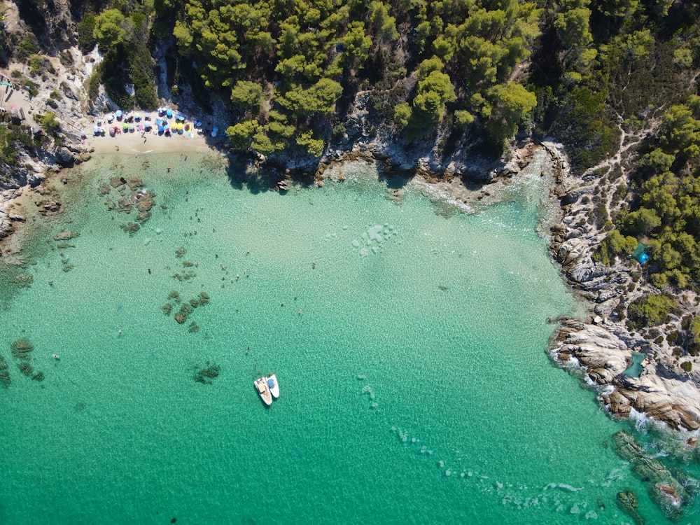 vista aérea de árvores verdes ao lado do corpo de água durante o dia